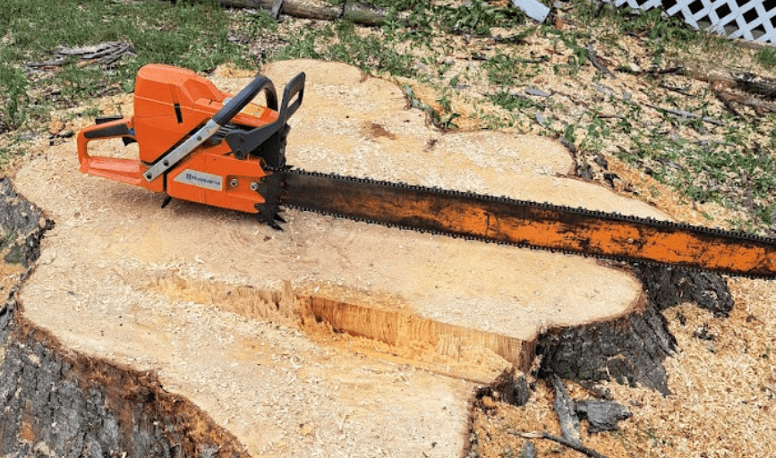 TREE REMOVAL