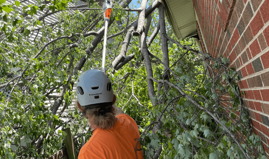 TREE PRUNING